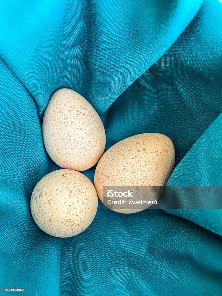 Three Turkey Eggs with Blue Background Three turkey eggs sit on a teal background. Animal Stock Photo