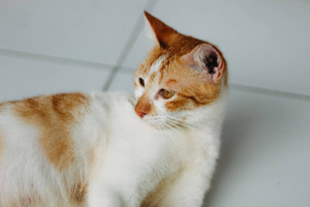 istock The smiling Indonesian cat 1430856194