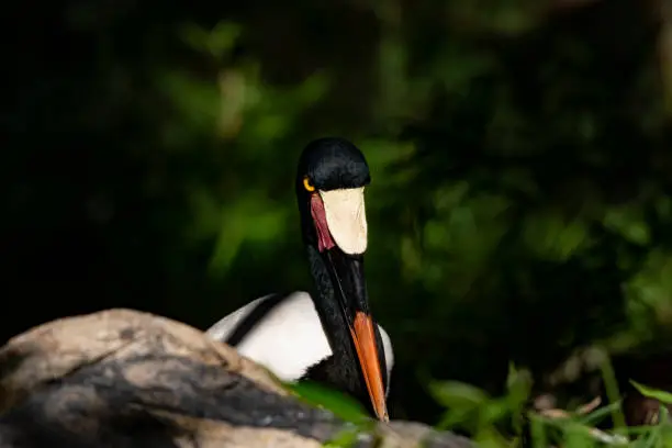 Saddle billed stork resting in front of green foliage.