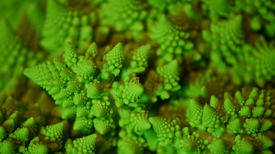 Romanesco broccoli show the Logarithmic spiral in the nature and fractal shapes illuminated with green light representation of the fibonacci numbers