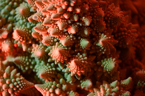 Romanesco broccoli show the Logarithmic spiral in the nature and fractal shapes illuminated with red light representation of the fibonacci numbers