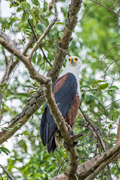 istock The African fish Eagle, Meru National Park, Kenya 1430874566