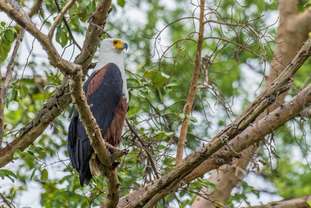 istock The African fish Eagle, Meru National Park, Kenya 1430874567