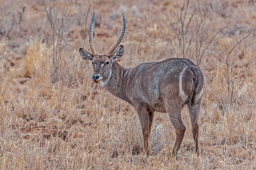 The common waterbuck (Kobus ellipsiprymnus) is a large antelope found widely in sub-Saharan Africa. Meru National Park, Kenya