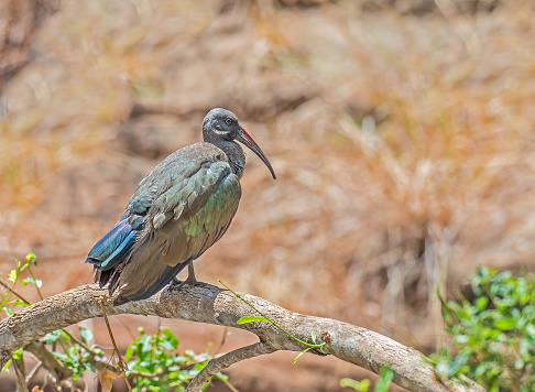 The hadada or hadeda ibis (Bostrychia hagedash), is an ibis found in Sub-Saharan Africa. Meru National Park, Kenya
