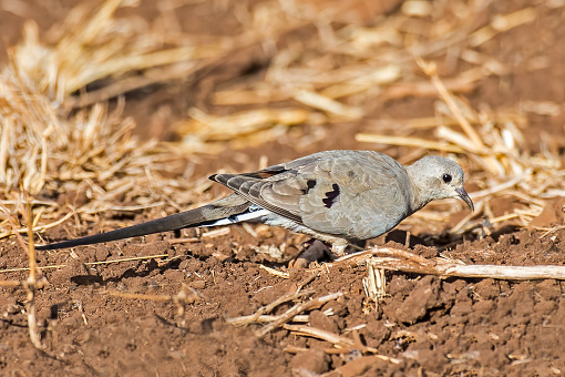 The Namaqua dove (Oena capensis) is a small pigeon. Meru National Park, Kenya.  Female
