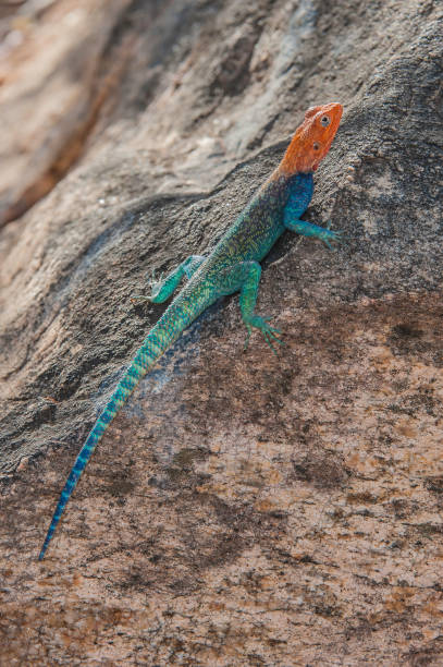 istock The common agama, red-headed rock agama, or rainbow agama (Agama agama) is a species of lizard from the Agamidae family found in most of sub-Saharan Africa.  Meru National Park, Kenya. Male. 1430874807