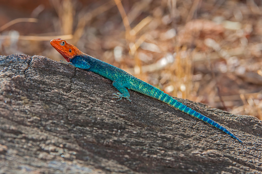 The common agama, red-headed rock agama, or rainbow agama (Agama agama) is a species of lizard from the Agamidae family found in most of sub-Saharan Africa.  Meru National Park, Kenya. Male.