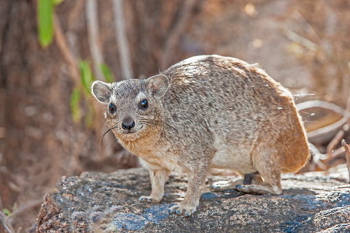 The rock hyrax or rock badger (Procavia capensis; also called the Cape hyrax) is one of the four living species of the order Hyracoidea. Meru National Park, Kenya