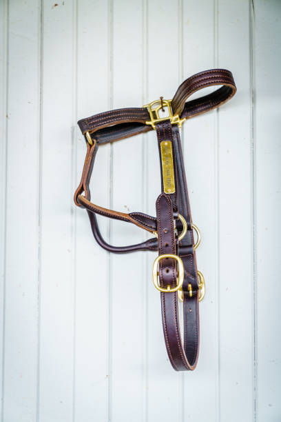 cavalo brida - leather harness - fotografias e filmes do acervo