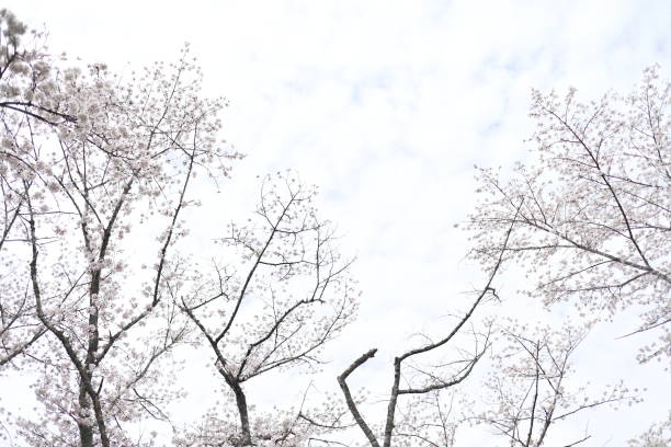 白い雲と満開の吉野桜