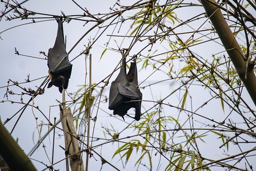 black fruit bats hanging upside down from tree branches in kolkata. these nocturnal animals sleep in this position in daytime.