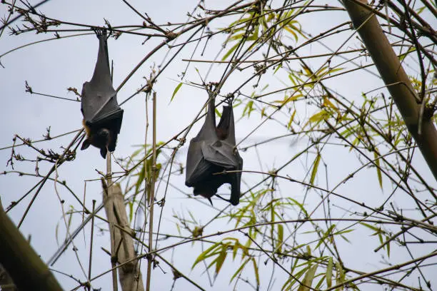 black fruit bats hanging upside down from tree branches in kolkata. these nocturnal animals sleep in this position in daytime.