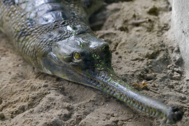 Gharial or fish eating crocodile resting on riverbank. It is also known as gavial having a long snout commonly found in indian subcontinent.