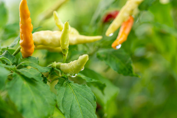 istock Chili peppers contain both ripe and unripe peppers. 1430886791