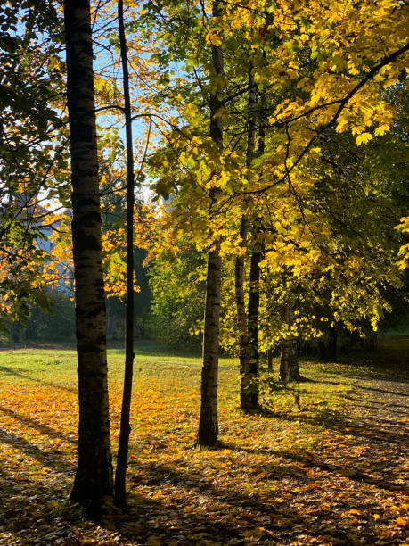 Sunny day in an Atumn forest with colored tree crowns against the sky