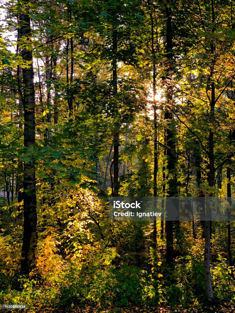 An Autumn forest with colored trees and a sun light coming through it Forest Stock Photo