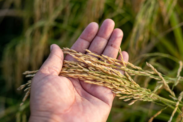 istock Farmer holding rice ears in hand for examining and inspection 1430888178
