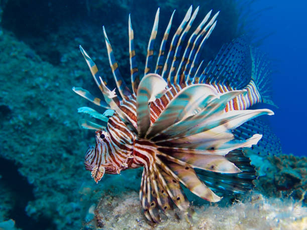 istock Invasive lionfish in Cyprus 1430888513