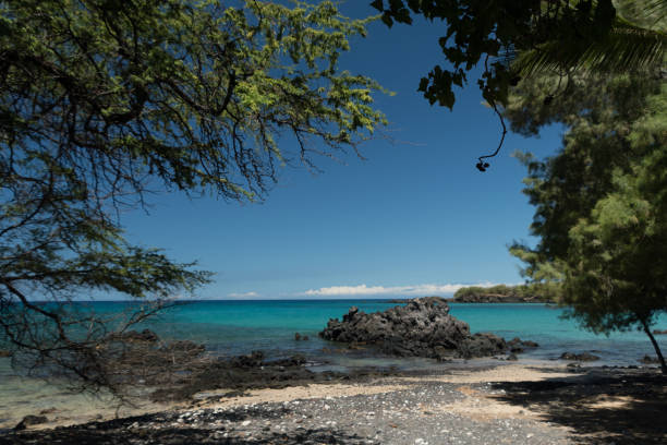 istock Long tree branches form shades and frame horizon at Puako Beach - 9 1430889679
