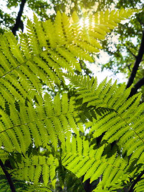 istock Green Fern leaf under the morning sunlight. 1430890399