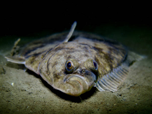 europäische flunder - scholle stock-fotos und bilder