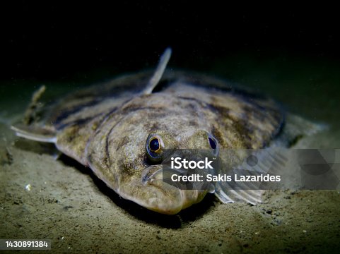 istock European flounder 1430891384