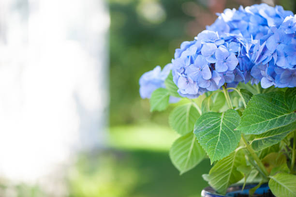 istock Blue hydrangea macro photo, High quality advertising stock photo. Blue flowers, space for text 1430891792