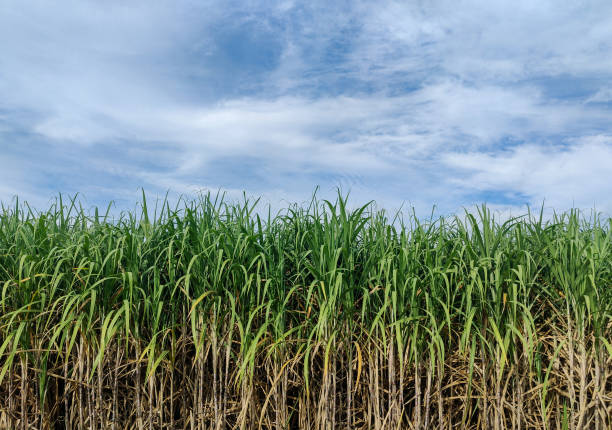 istock Sugarcane field at sunrise in Thailand 1430893067
