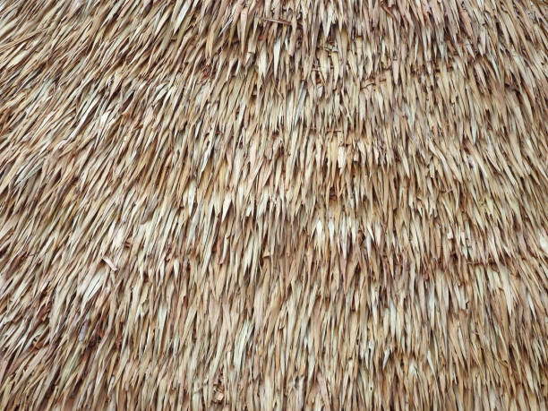 istock Close-up texture of hut roof thatching 1430893086