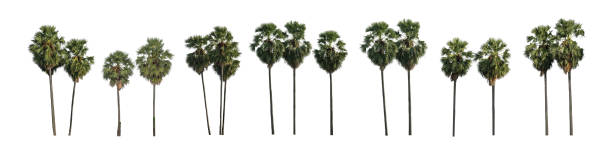 коллекция сахарной пальмы, выделенная на белом фоне, подходит как для печати, так и для веб-страниц - palm tree tree isolated landscaped стоковые фото и изображения