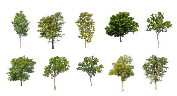 istock Set of Isolated trees on white background 1430894570