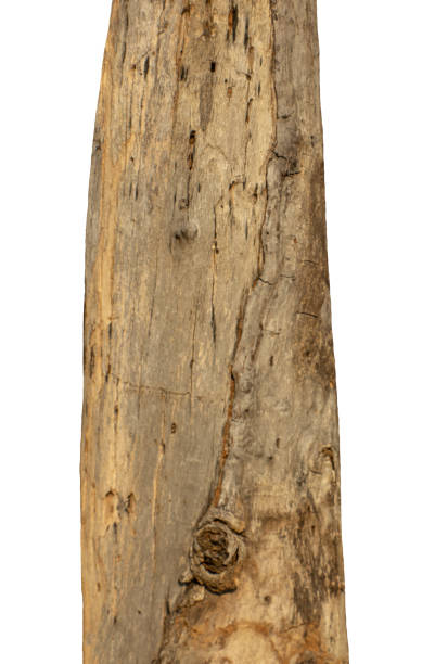 istock Trunk of a Tree Isolated On White Background 1430894682