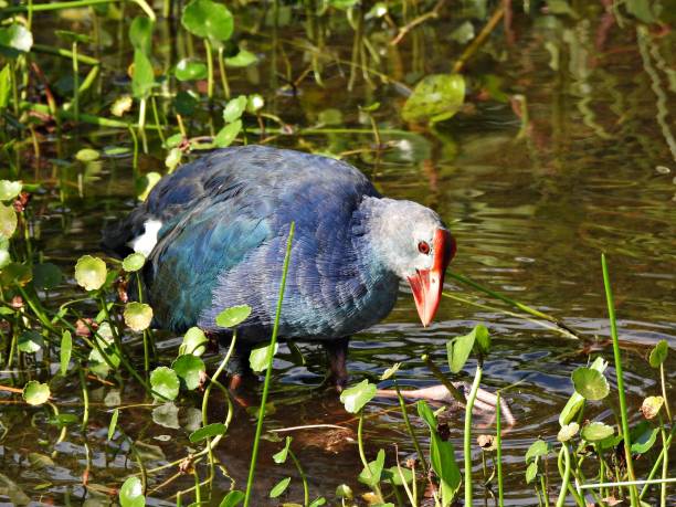 istock Grey-headed Swamphen (Porphyrio poliocephalus) - foraging in the wetlands 1430896410