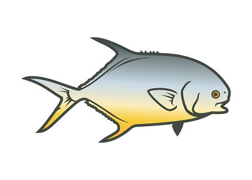 Pompano fish, Golden pomfret or Permit fish - stylized vector illustration