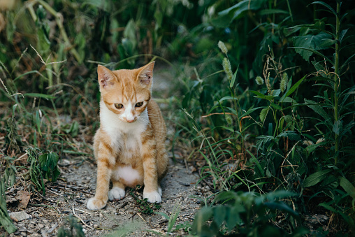 Image of a cute orange tabby cat kitten standing in the grass