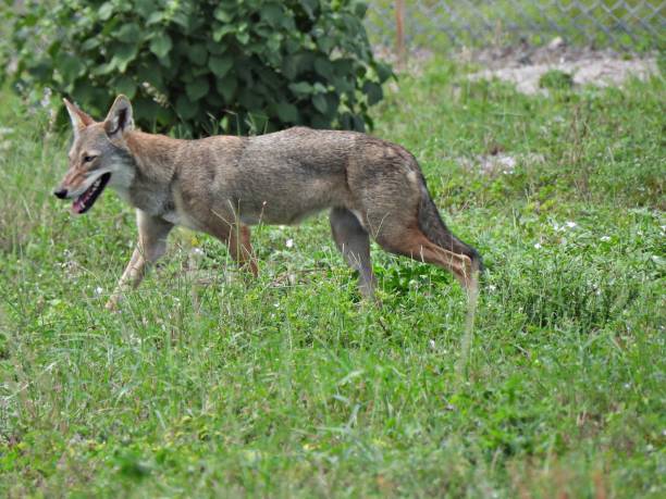 istock Coyote (Canis latrans) - walking in a grassy field 1430903556