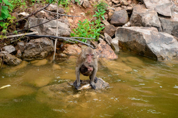 istock A monkey is swimming in the reservoir. 1430903932