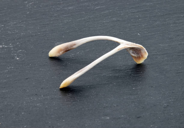 istock Chicken wishbone to make wishes isolated on dark background 1430904899