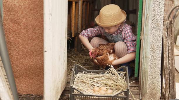 uma menina segura e acaricia uma galinha vermelha perto de um ninho de ovos. colocando galinha. - bird yellow child chicken - fotografias e filmes do acervo