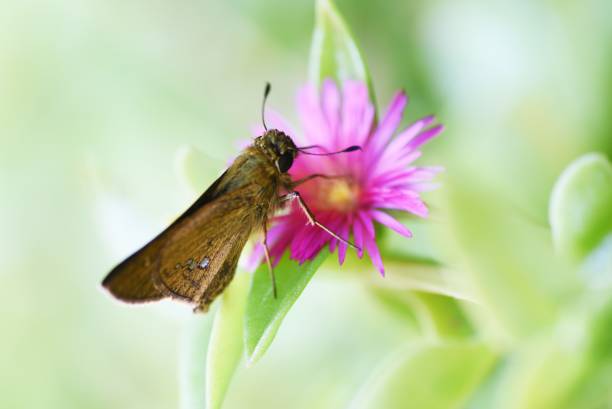 istock Baby sun rose ( Aptenia cordifolia ) flowers. 1430905768