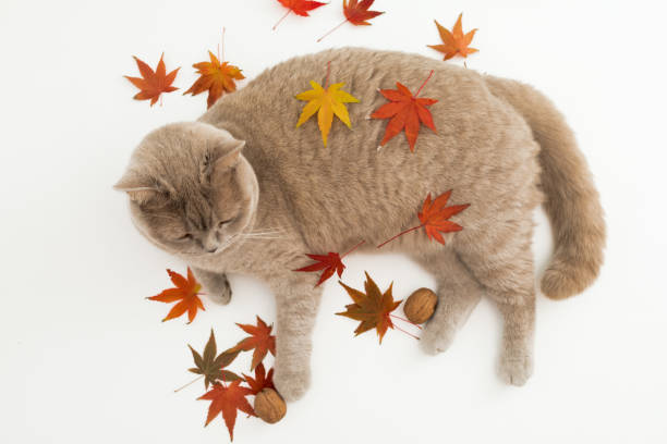 Cute cat on white background. Scottish cat with autumnal fall leaves