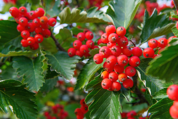 istock Bunch of fresh ash berries on the bush 1430906940