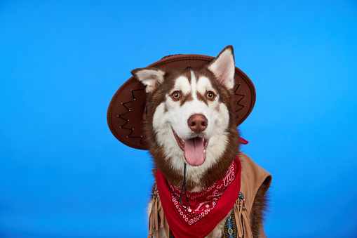 Cute Siberian husky breed dog in a cowboy hat on a blue background. A dog in cowboy clothes smiles and looks at the camera. A dog from the ranch.