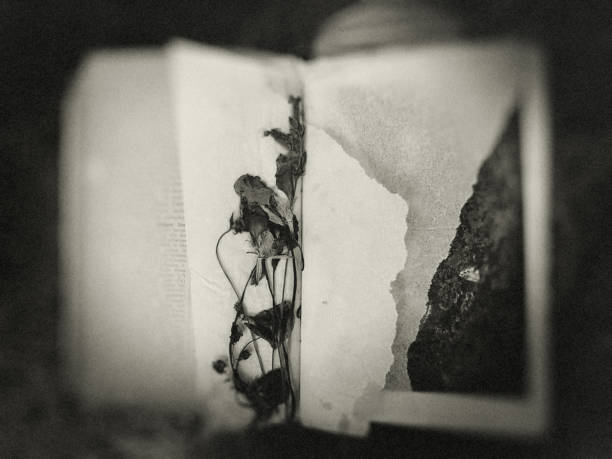 Dried flowers in an old guidebook. A find in a Viennese antiquarian bookshop. Lost memories.. A marginal note of history.