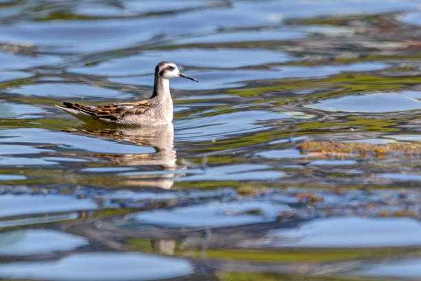 istock female Red-necked Phalarope, Vancouver, BC, Canada 1430915885