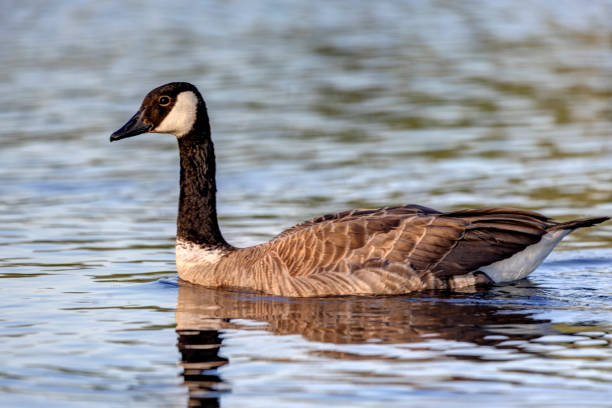 istock Canada goose swimming in water 1430915907