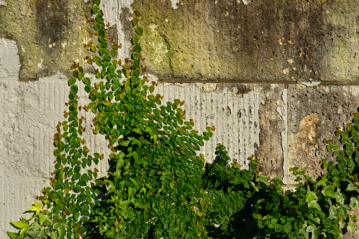 Old wall and plants backgrounds.