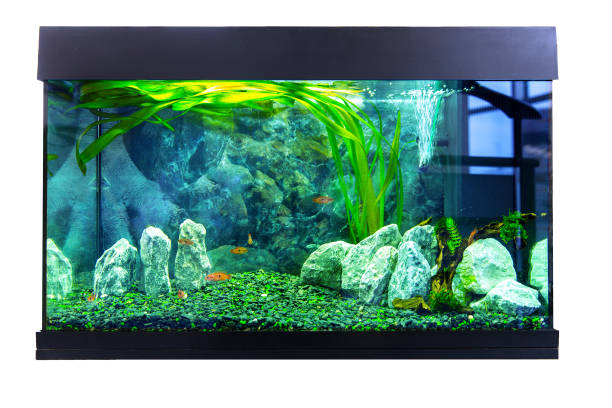 istock Beautiful aquarium with small fish on white background 1430920856