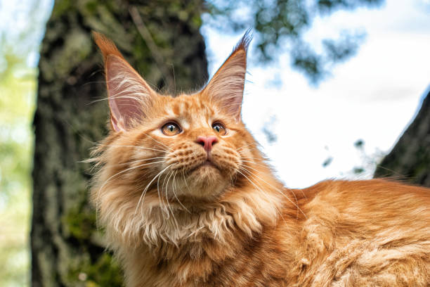 istock A lovely big red maine coon kitten. 1430922790